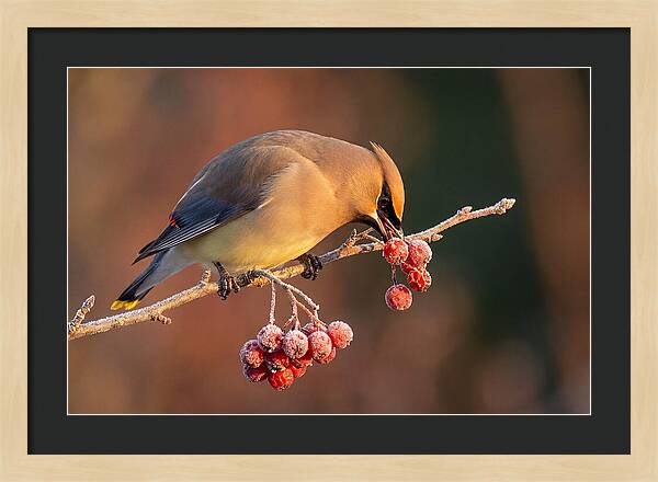 Cedar Waxwing Enjoying Winter Berries