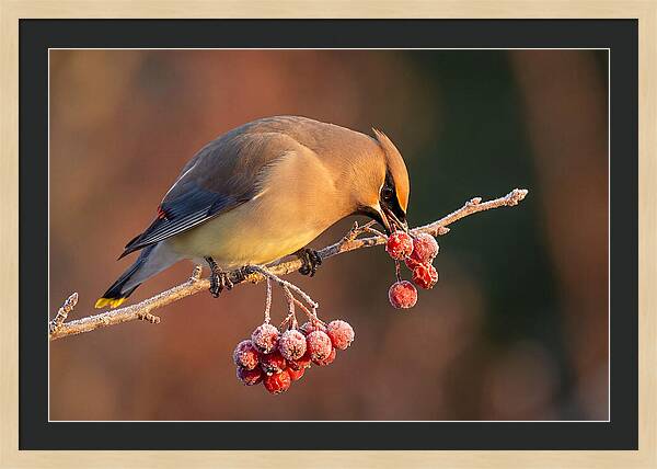 Cedar Waxwing Enjoying Winter Berries