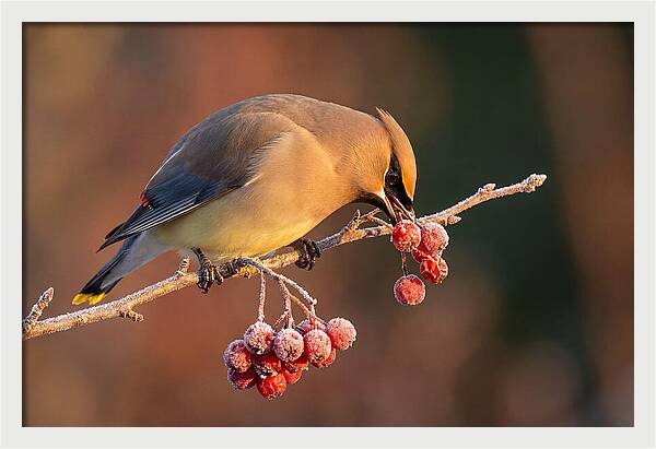 Cedar Waxwing Enjoying Winter Berries