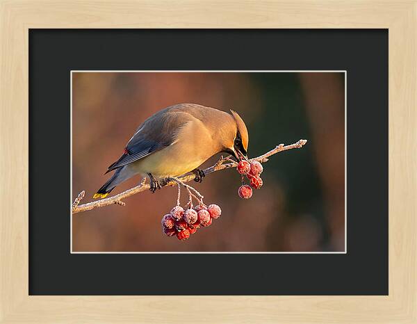Cedar Waxwing Enjoying Winter Berries