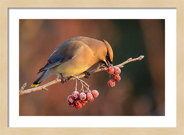 Cedar Waxwing Enjoying Winter Berries