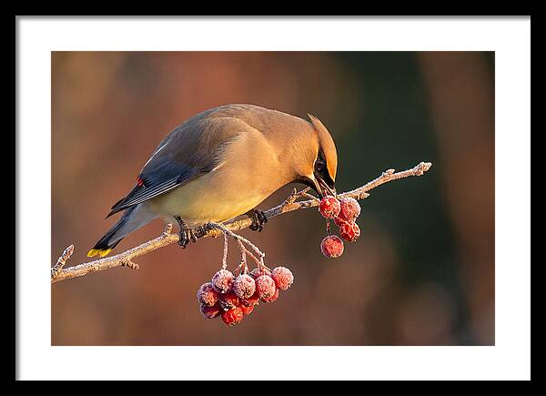Cedar Waxwing Enjoying Winter Berries