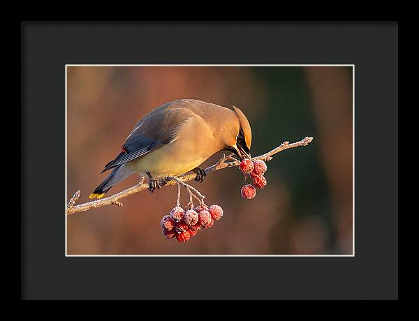 Cedar Waxwing Enjoying Winter Berries
