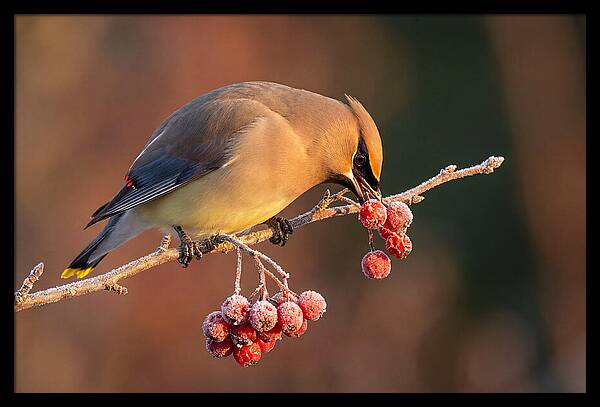 Cedar Waxwing Enjoying Winter Berries