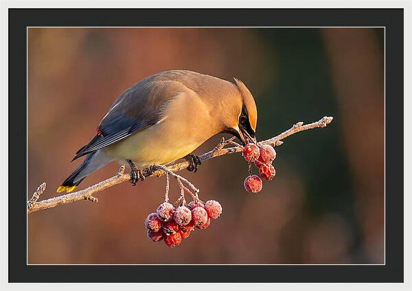 Cedar Waxwing Enjoying Winter Berries
