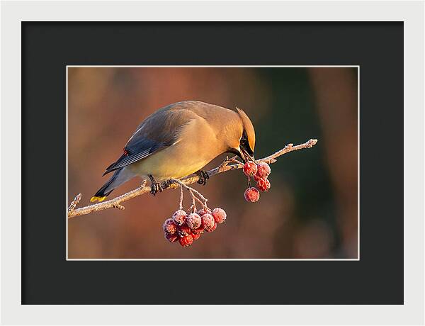 Cedar Waxwing Enjoying Winter Berries