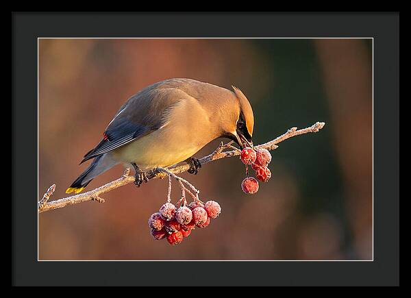 Cedar Waxwing Enjoying Winter Berries