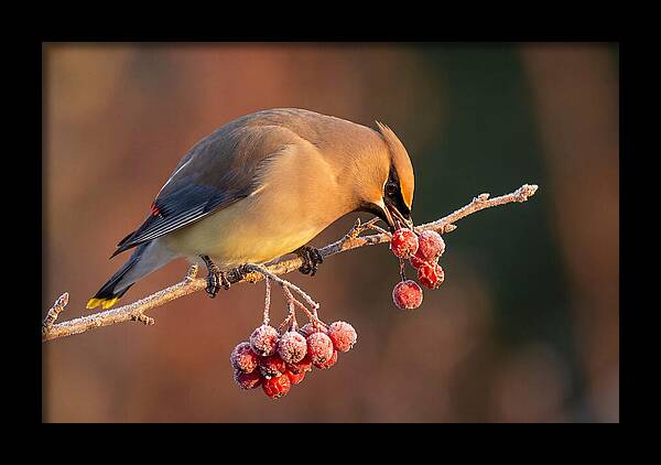 Cedar Waxwing Enjoying Winter Berries