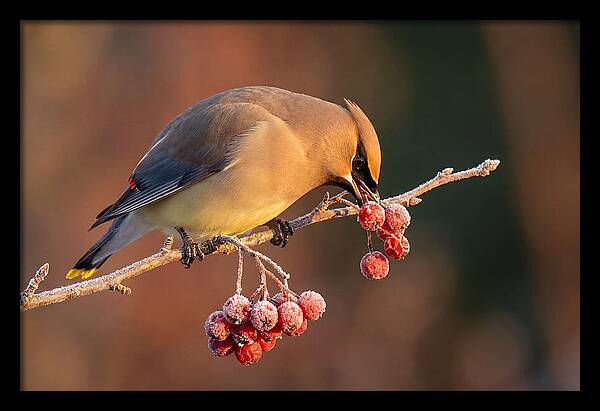 Cedar Waxwing Enjoying Winter Berries
