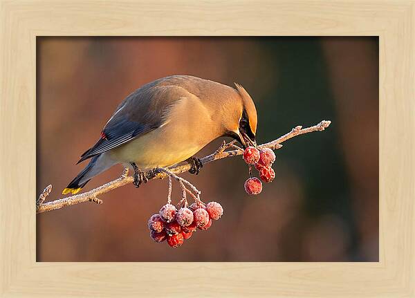 Cedar Waxwing Enjoying Winter Berries