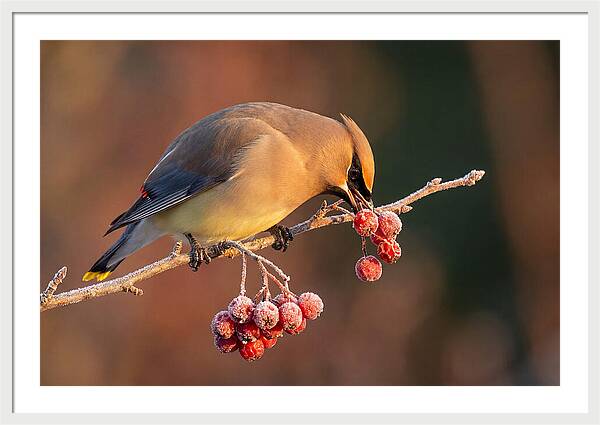 Cedar Waxwing Enjoying Winter Berries