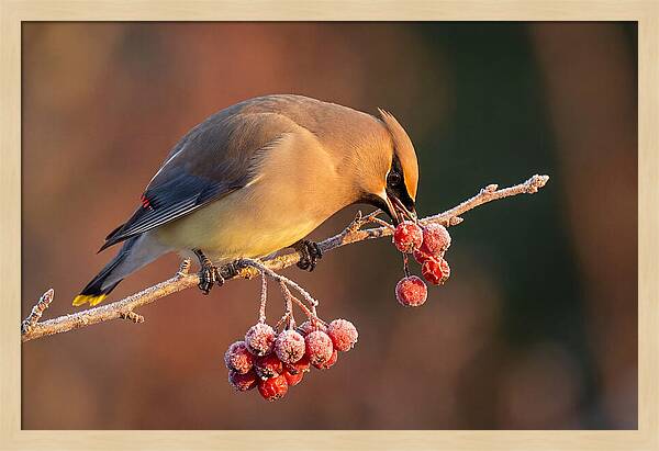 Cedar Waxwing Enjoying Winter Berries