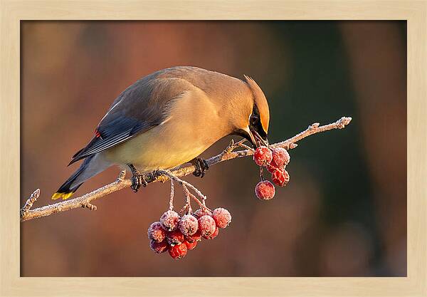 Cedar Waxwing Enjoying Winter Berries