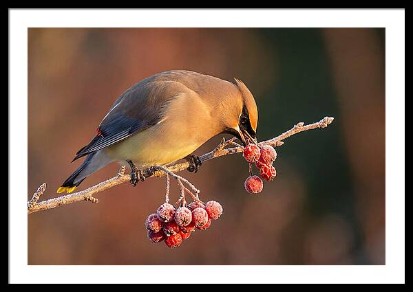 Cedar Waxwing Enjoying Winter Berries