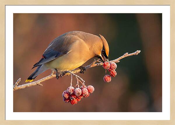 Cedar Waxwing Enjoying Winter Berries