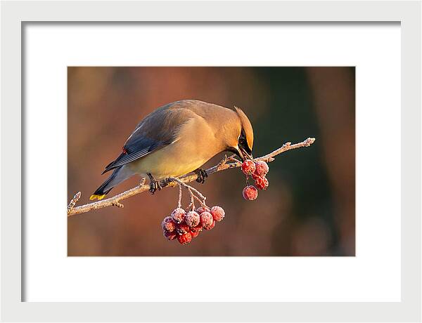 Cedar Waxwing Enjoying Winter Berries