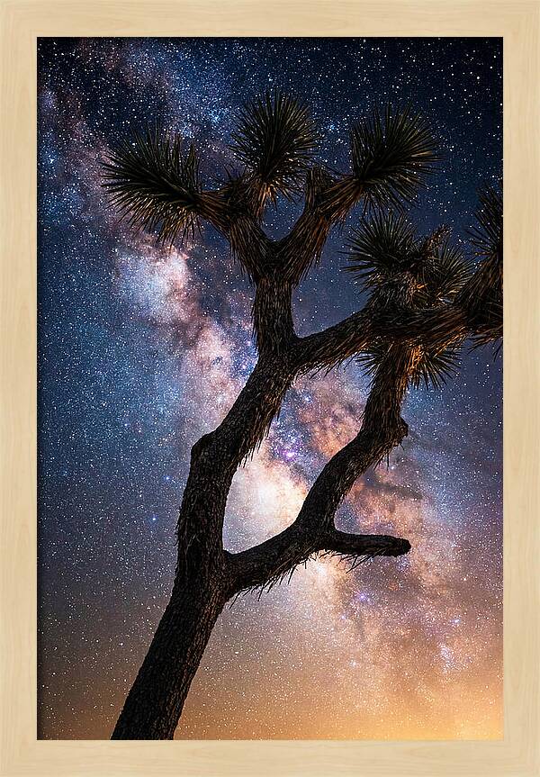 Celestial Calm Over Joshua Tree