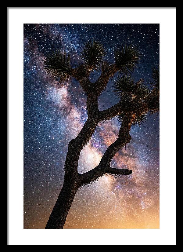 Celestial Calm Over Joshua Tree