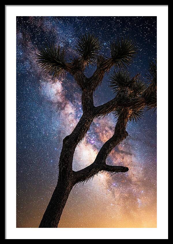 Celestial Calm Over Joshua Tree