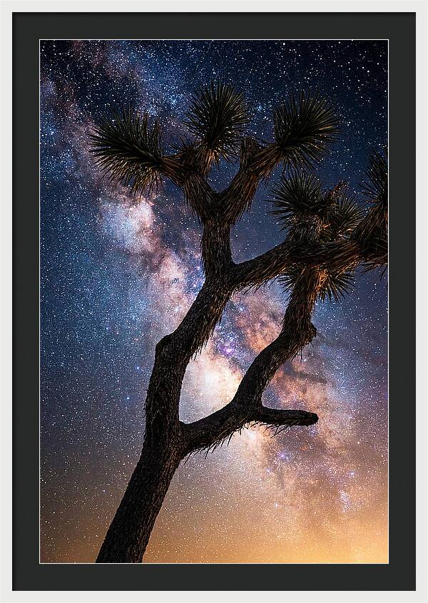 Celestial Calm Over Joshua Tree