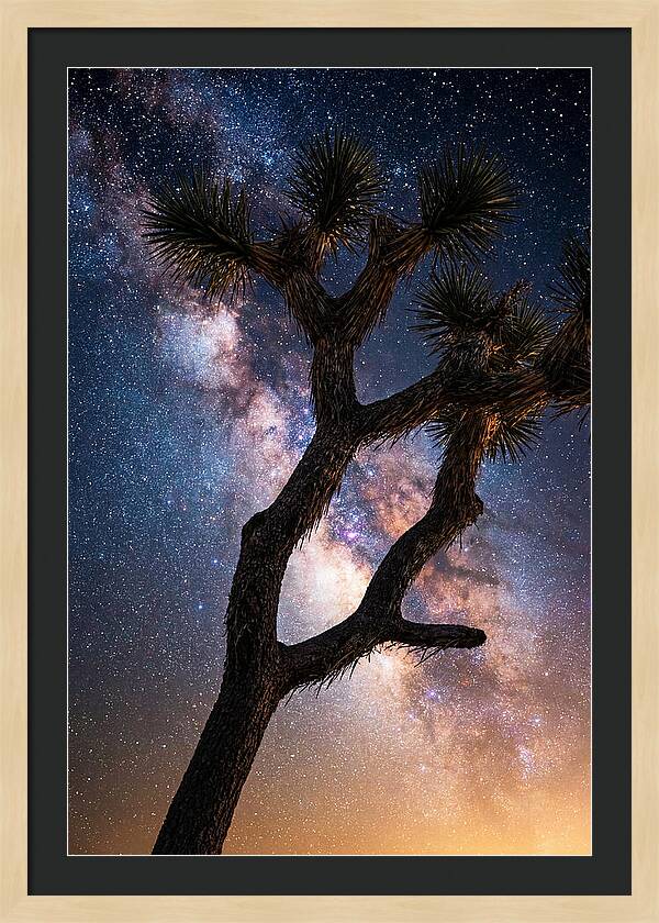 Celestial Calm Over Joshua Tree