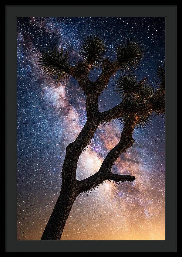 Celestial Calm Over Joshua Tree
