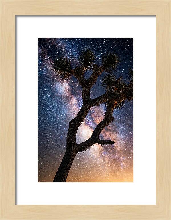 Celestial Calm Over Joshua Tree