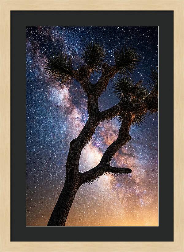 Celestial Calm Over Joshua Tree
