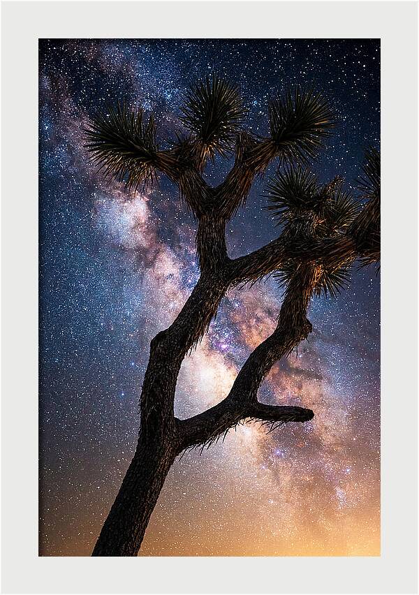 Celestial Calm Over Joshua Tree