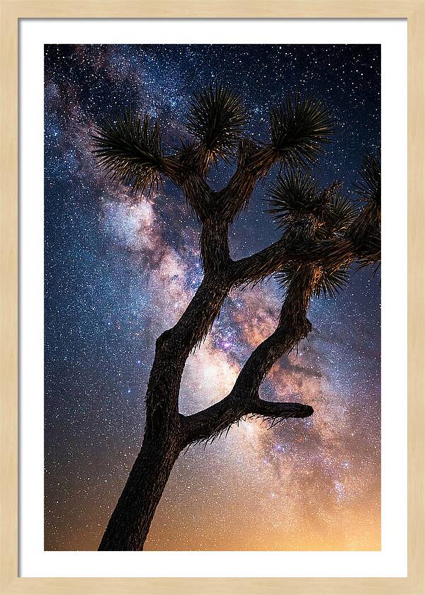Celestial Calm Over Joshua Tree