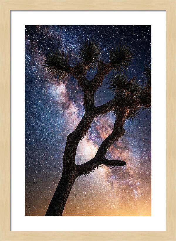 Celestial Calm Over Joshua Tree