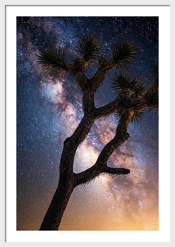 Celestial Calm Over Joshua Tree
