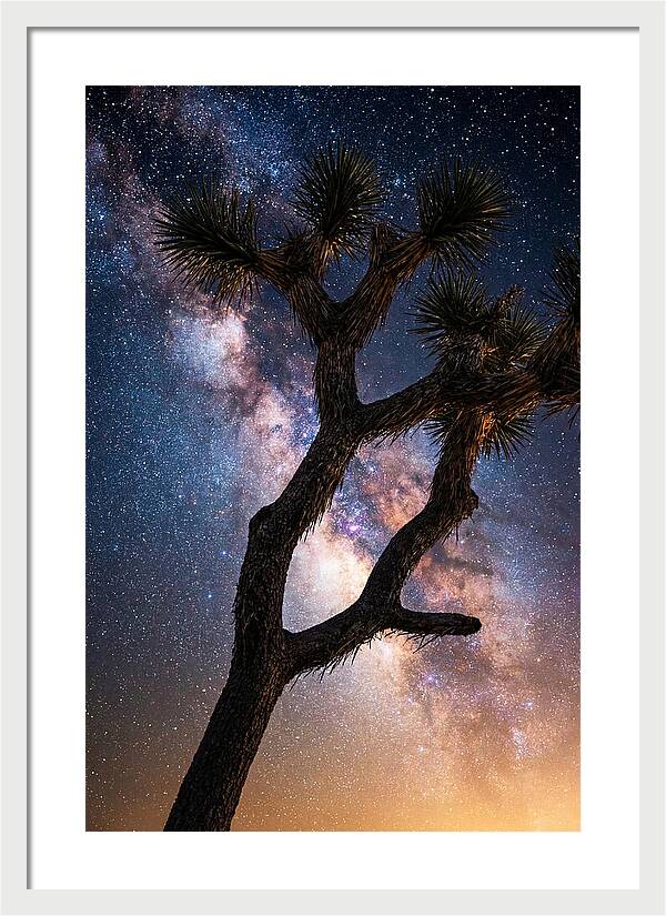 Celestial Calm Over Joshua Tree