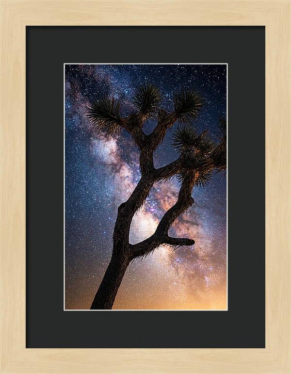 Celestial Calm Over Joshua Tree