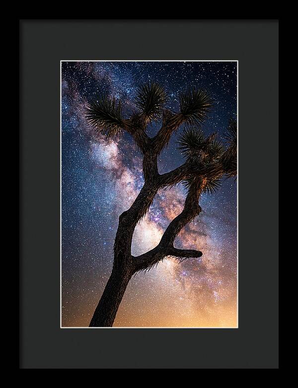 Celestial Calm Over Joshua Tree