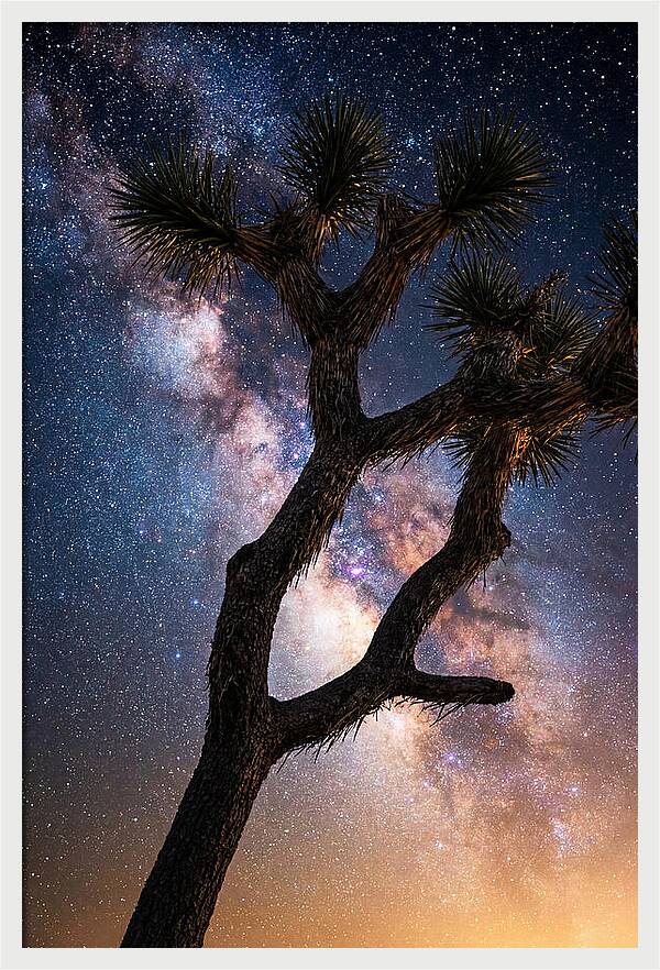 Celestial Calm Over Joshua Tree