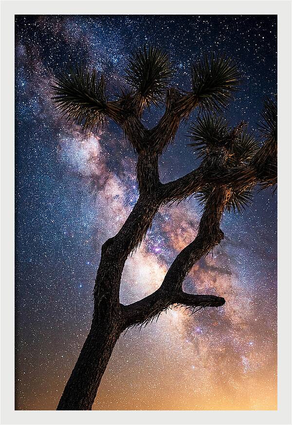Celestial Calm Over Joshua Tree