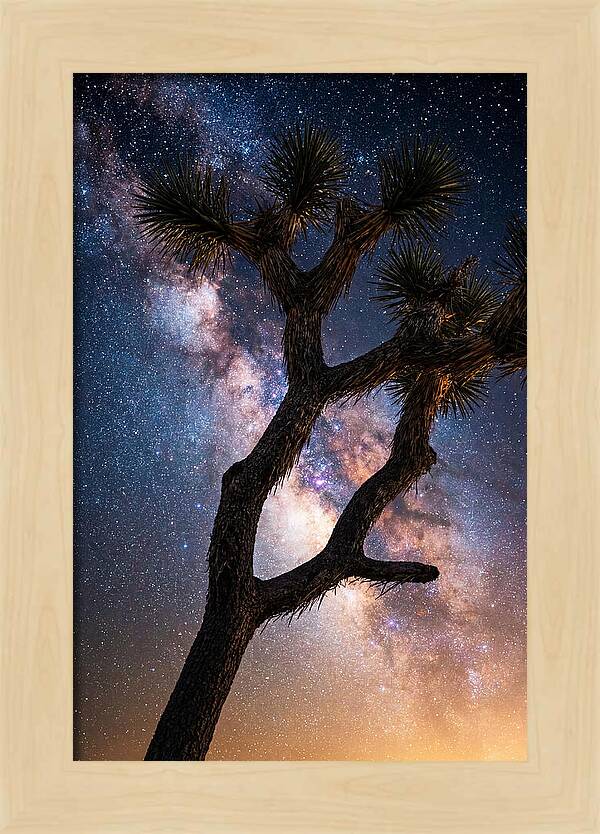 Celestial Calm Over Joshua Tree