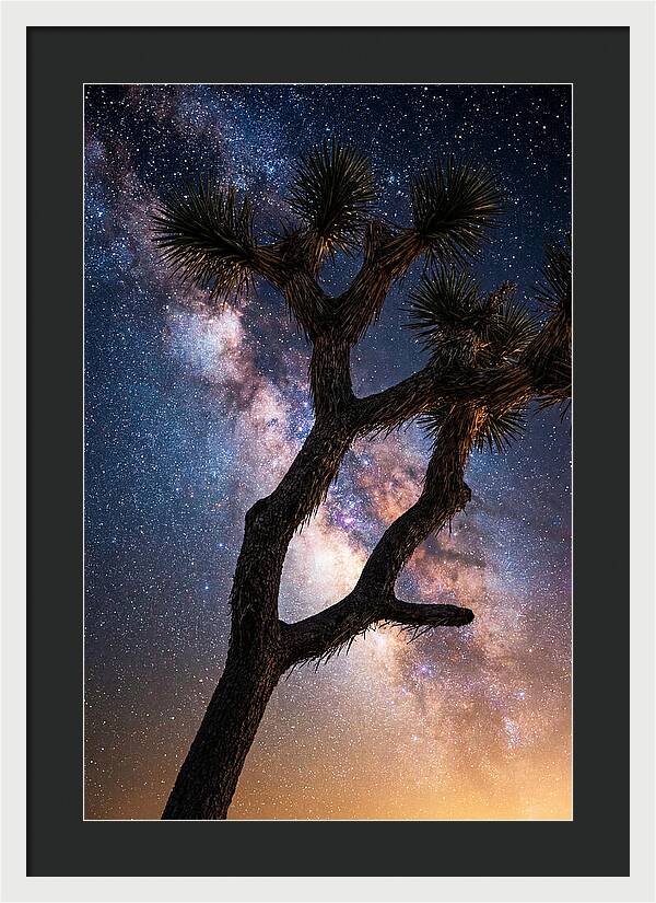 Celestial Calm Over Joshua Tree