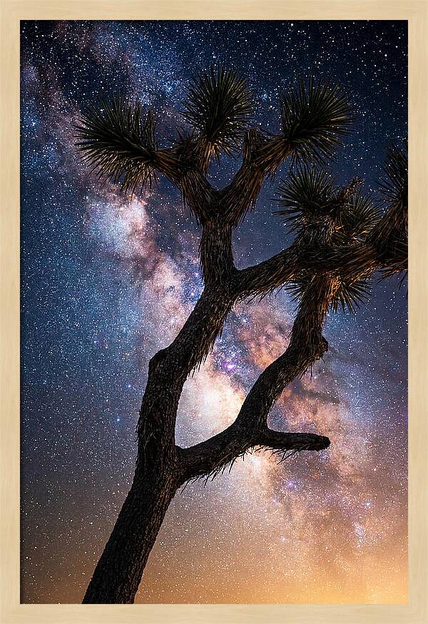 Celestial Calm Over Joshua Tree