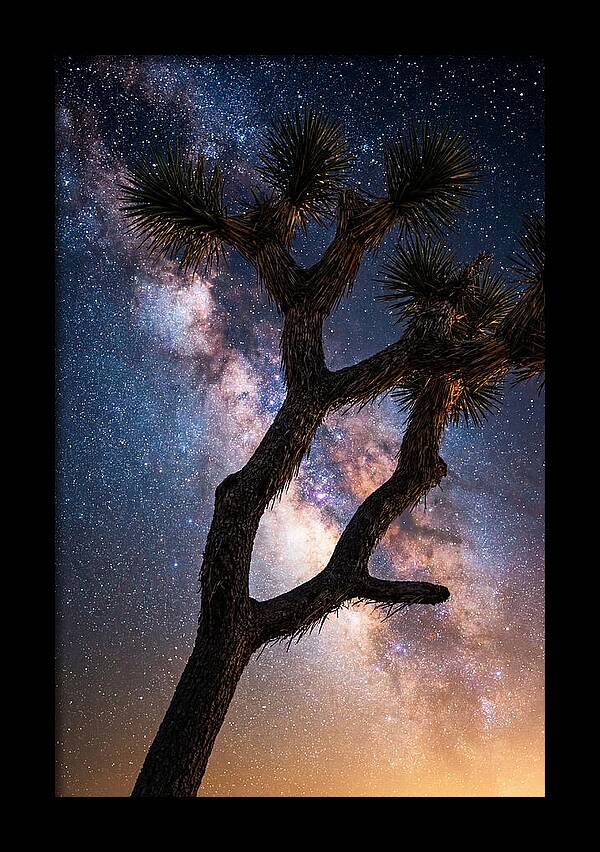 Celestial Calm Over Joshua Tree
