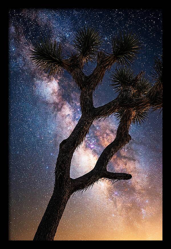 Celestial Calm Over Joshua Tree