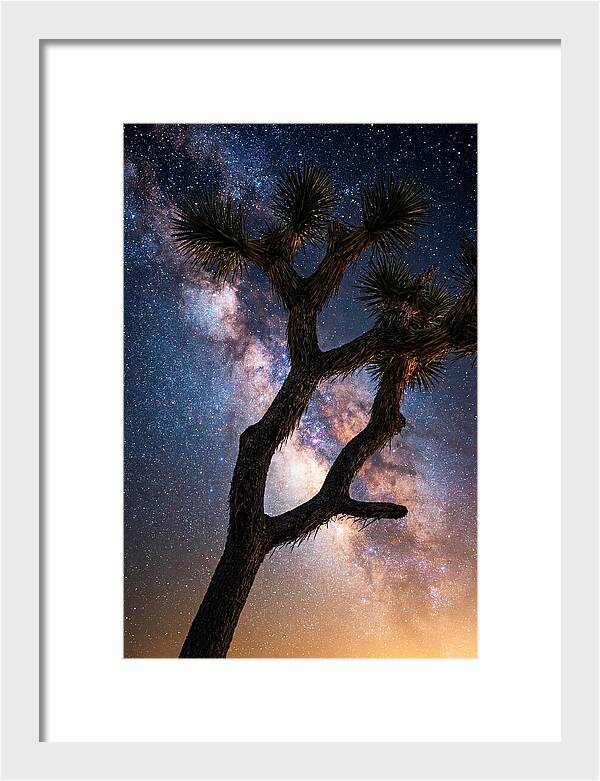 Celestial Calm Over Joshua Tree