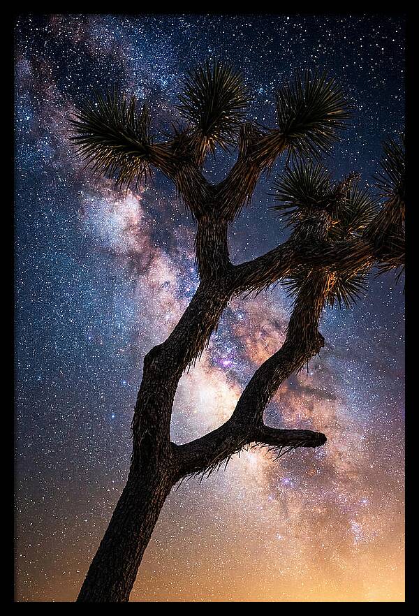 Celestial Calm Over Joshua Tree