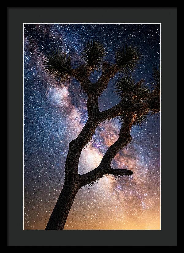 Celestial Calm Over Joshua Tree
