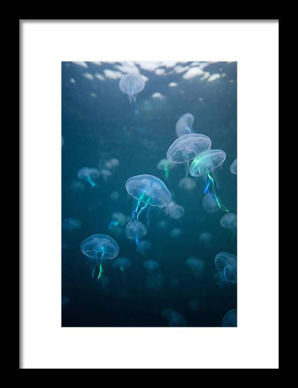 Celestial Dance Of Jellyfish