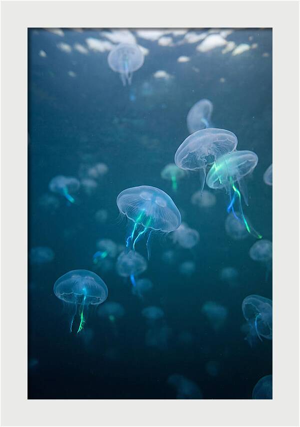Celestial Dance Of Jellyfish