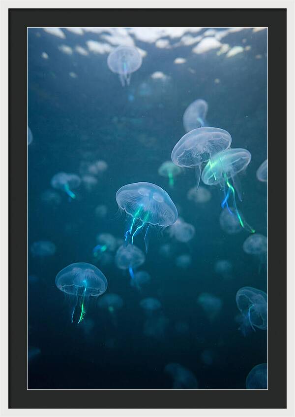 Celestial Dance Of Jellyfish