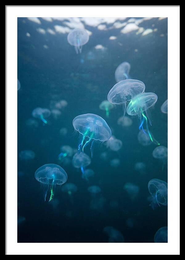 Celestial Dance Of Jellyfish