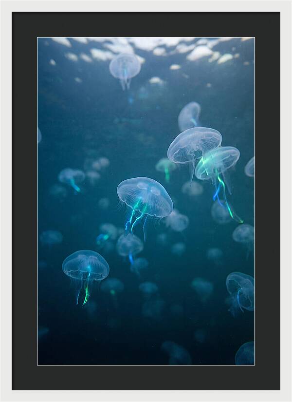 Celestial Dance Of Jellyfish
